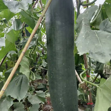 黑皮冬瓜代办