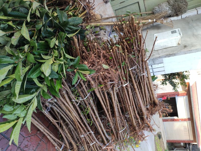 蜂糖李子苗品种纯度达标多规格提供选择