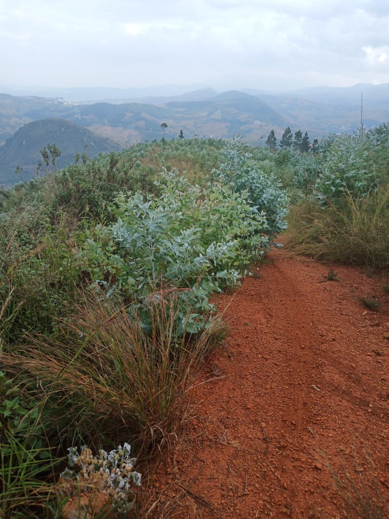 荒山