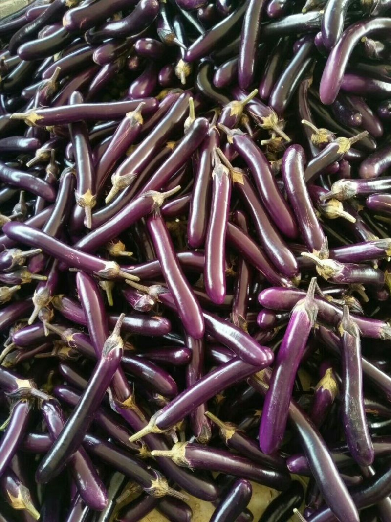 紫红长茄烧烤茄产地直发