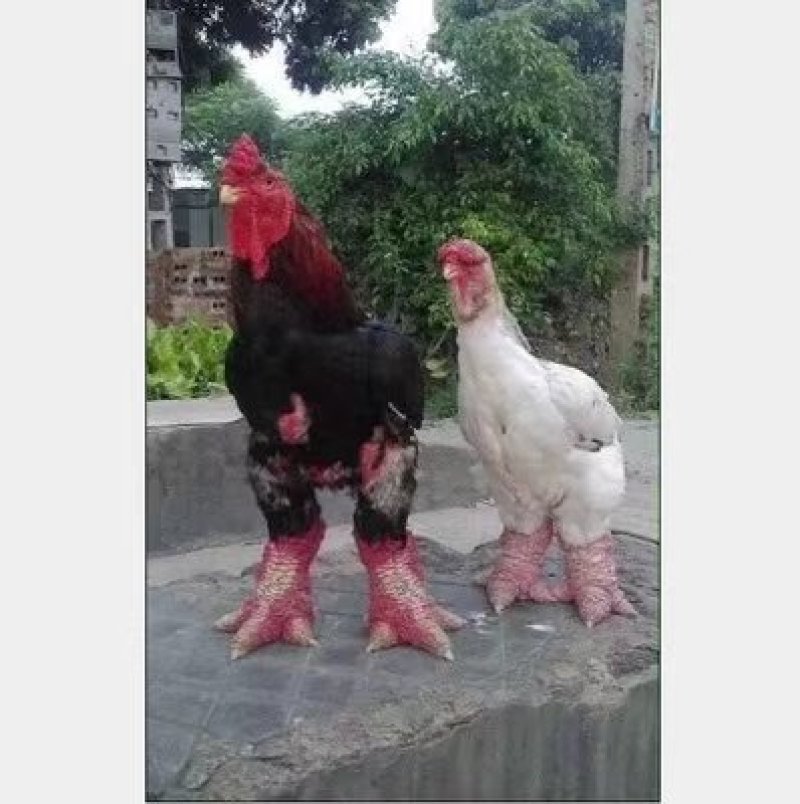 东涛鸡苗，脱温东涛鸡半斤左右。2斤左右