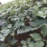 滇重楼苗
