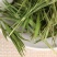 竹叶青石竹叶优质竹叶青花茶无硫净货保正品批发零售中药材