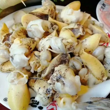 假鲍鱼肉，假鲍鱼壳，网红爆款！熟冻，冰鲜批发零售