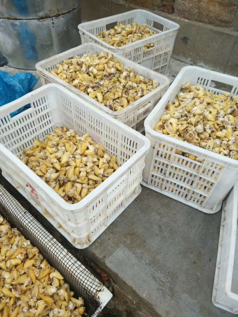 假鲍鱼肉，假鲍鱼壳，网红爆款！熟冻，冰鲜批发零售