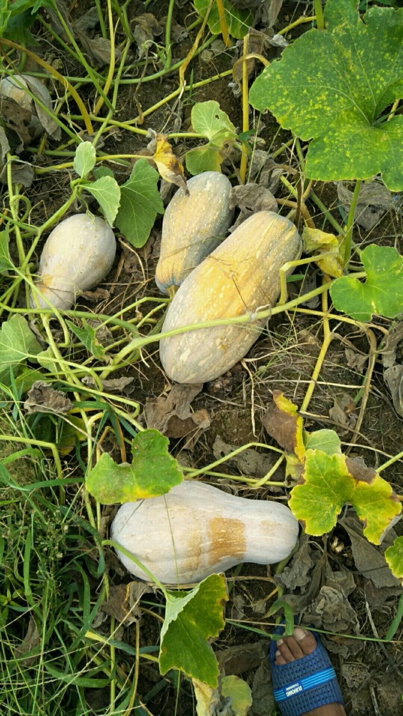 蔬菜