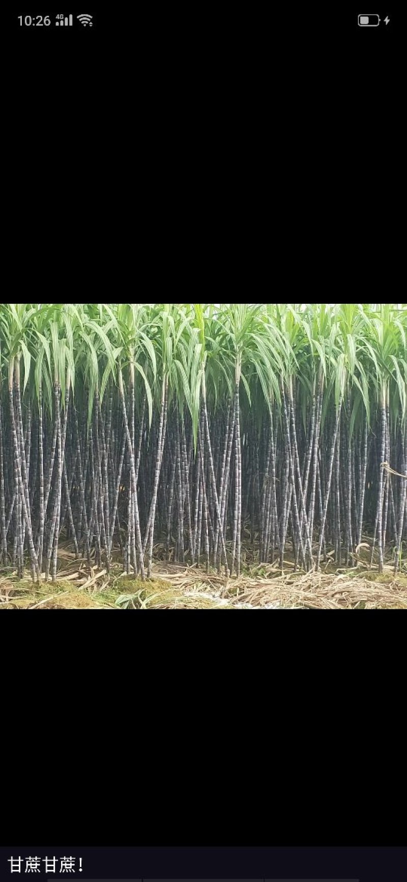 广西省南宁市崇左龙州县黑皮甘蔗大量上市，合作共赢