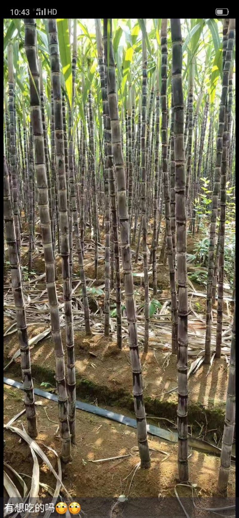 广西省南宁市崇左龙州县黑皮甘蔗大量上市，合作共赢