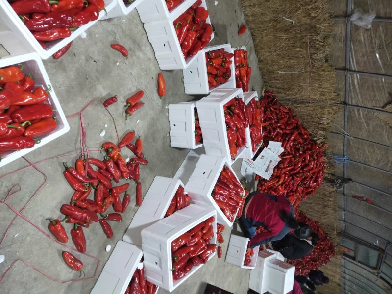 淮安红椒已经大量上市