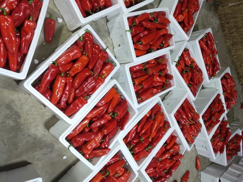 淮安红椒已经大量上市