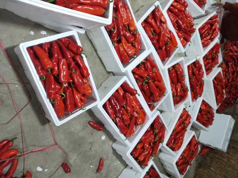 淮安红椒已经大量上市