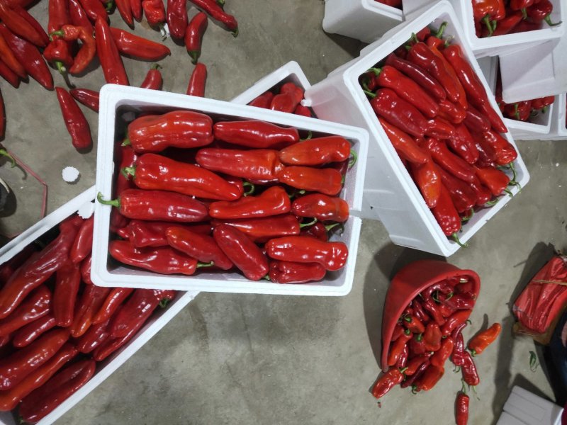 淮安红椒已经大量上市