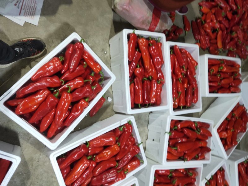 淮安红椒已经大量上市