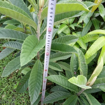 嫁接大五星枇杷树，金煌芒，油茶苗
