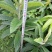 嫁接大五星枇杷树，金煌芒，油茶苗