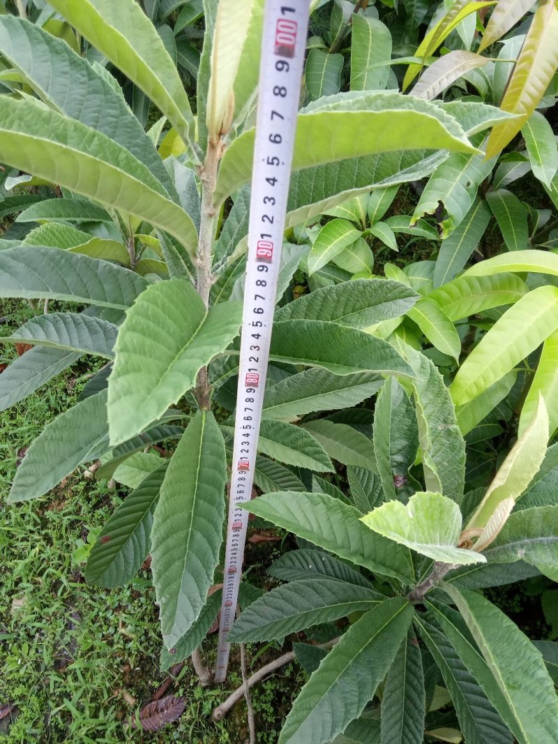 嫁接大五星枇杷树，金煌芒，油茶苗