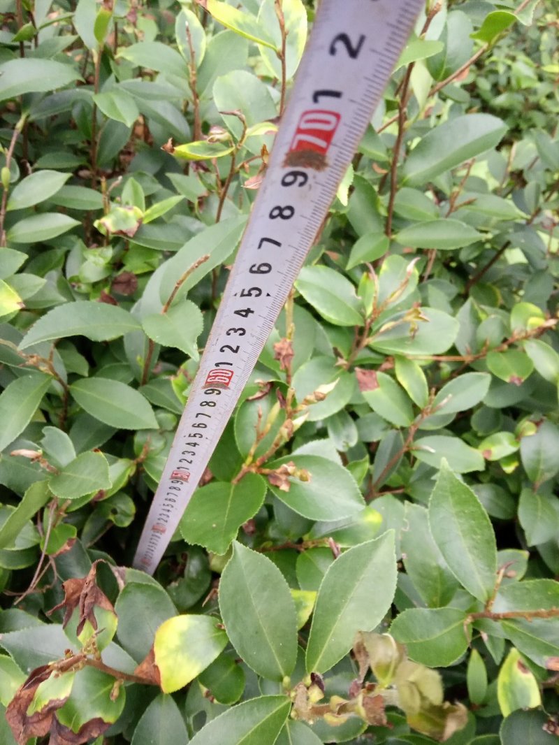 嫁接大五星枇杷树，金煌芒，油茶苗
