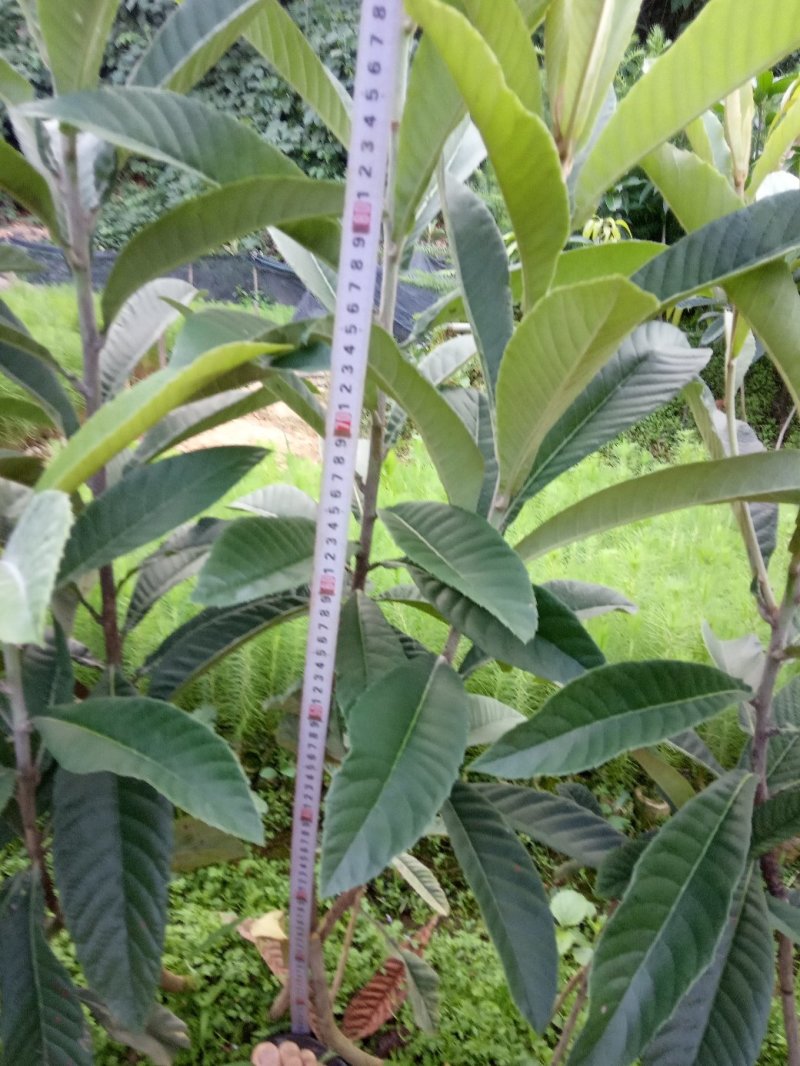 嫁接大五星枇杷树，金煌芒，油茶苗