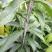 嫁接大五星枇杷树，金煌芒，油茶苗
