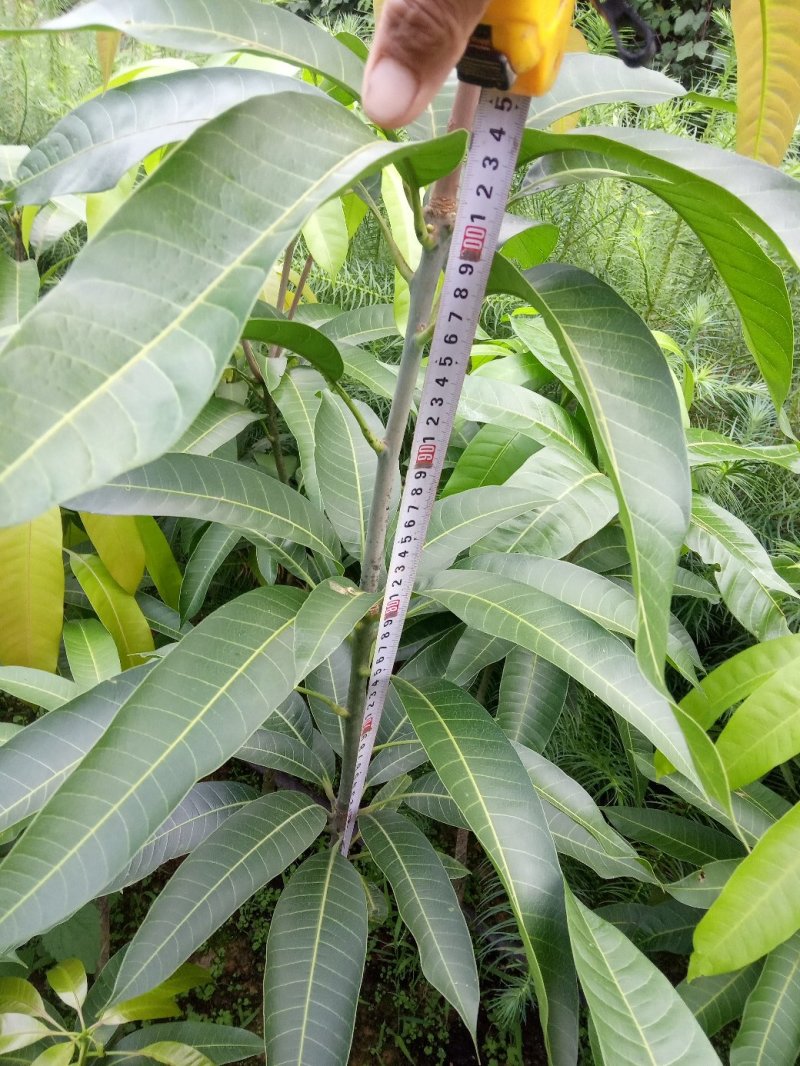 嫁接大五星枇杷树，金煌芒，油茶苗