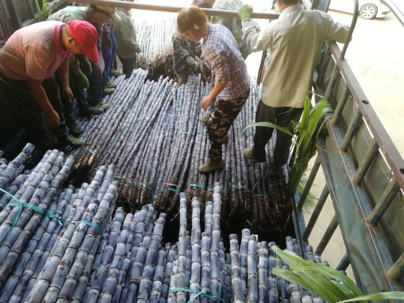 热卖区(广西甘蔗)基地直供，回程车免费提供。