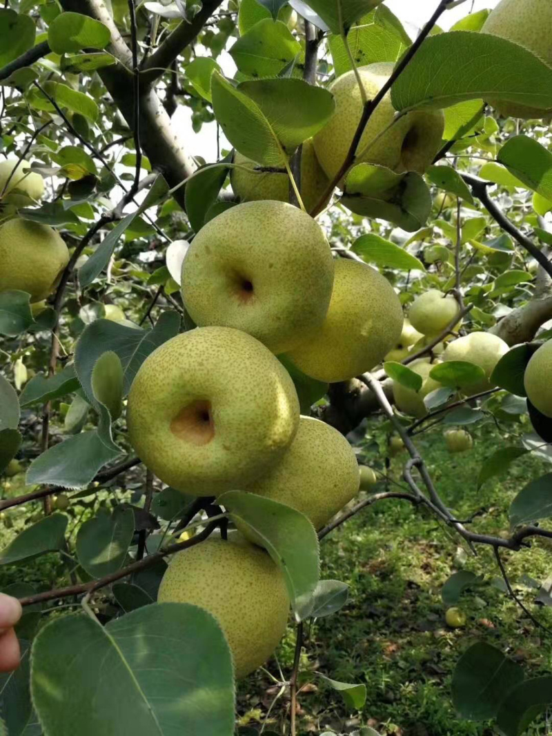砀山酥梨