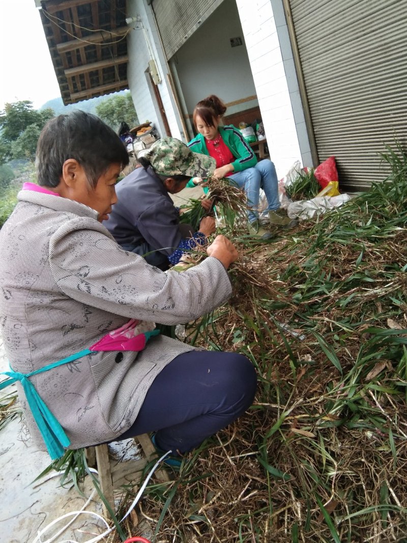 吉祥草观音草松寿兰紫衣草节节寒，一手货源质量好