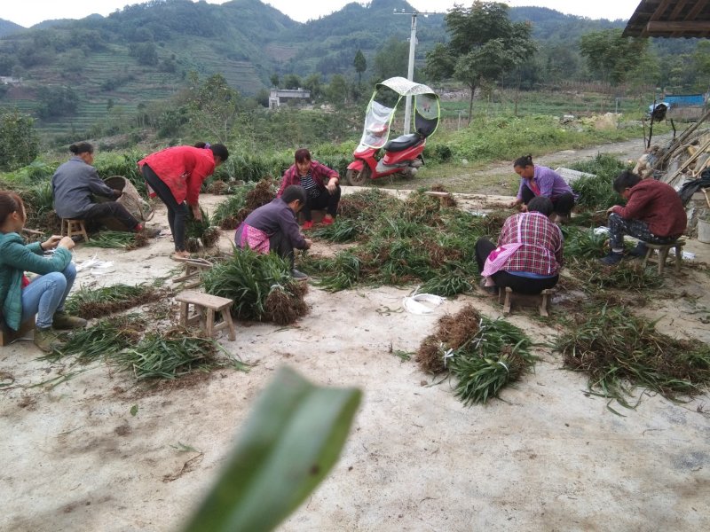 吉祥草观音草松寿兰紫衣草节节寒，一手货源质量好