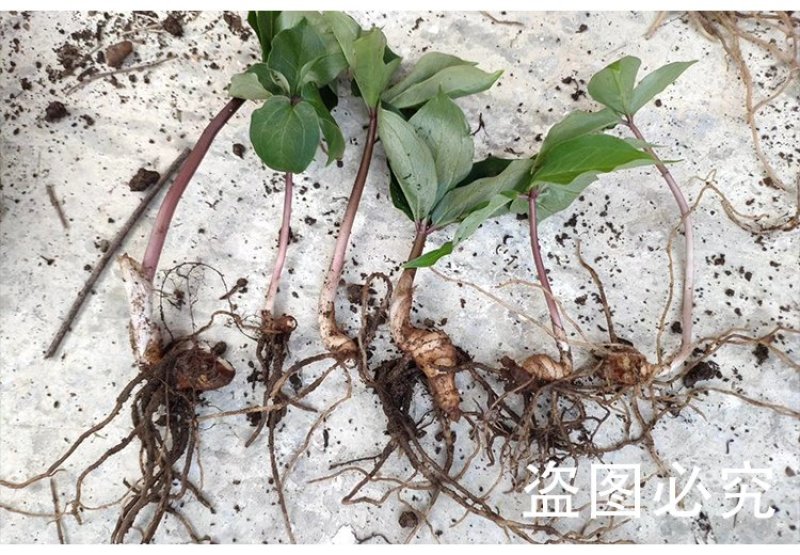 【高产重楼苗】虫楼苗独角莲种子多芽滇重楼种苗七叶一枝花苗