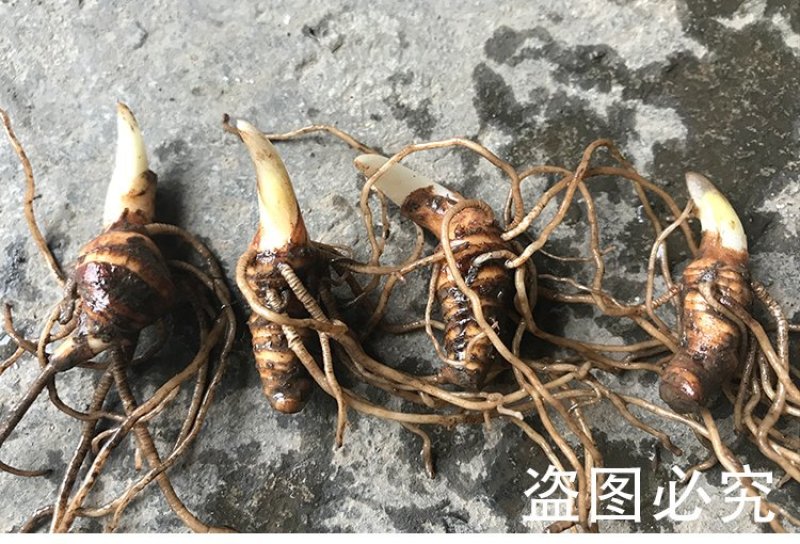 【高产重楼苗】虫楼苗独角莲种子多芽滇重楼种苗七叶一枝花苗
