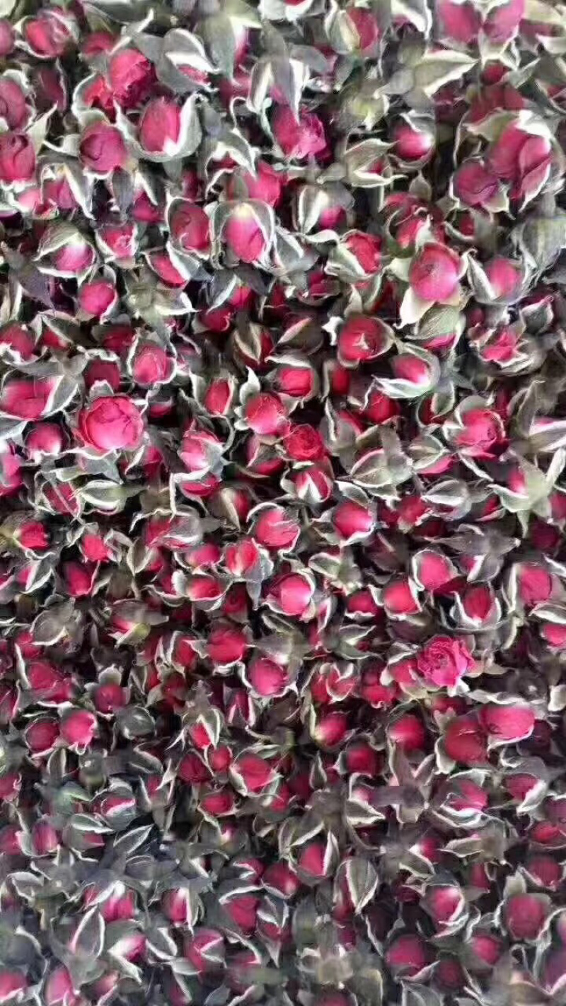 金边玫瑰云南金边玫瑰花自产自销大量现货批发价格优惠