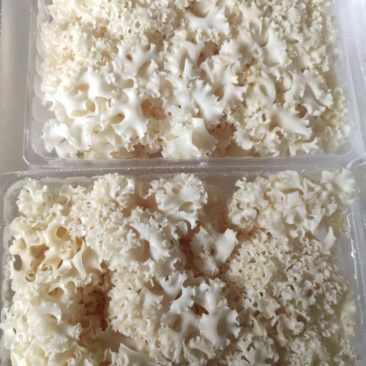 新鲜菌菇新鲜绣球菌