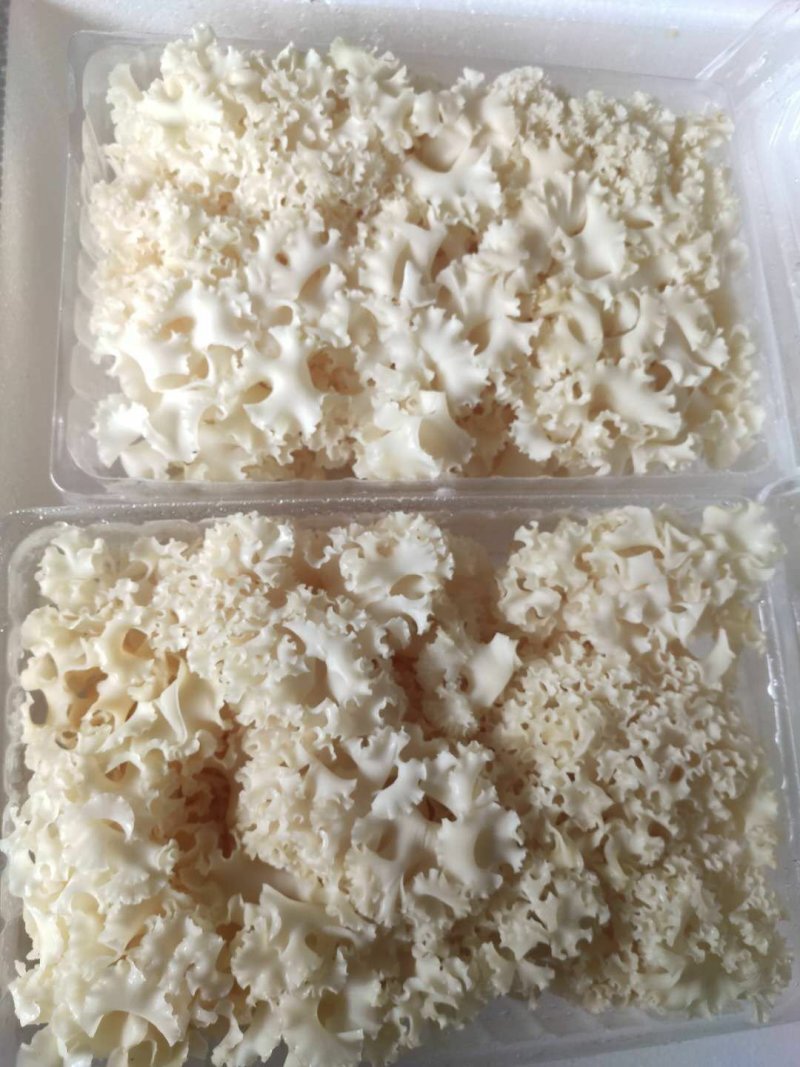 新鲜菌菇新鲜绣球菌