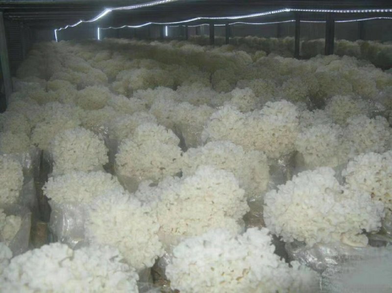 新鲜菌菇新鲜绣球菌