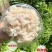 新鲜菌菇新鲜绣球菌