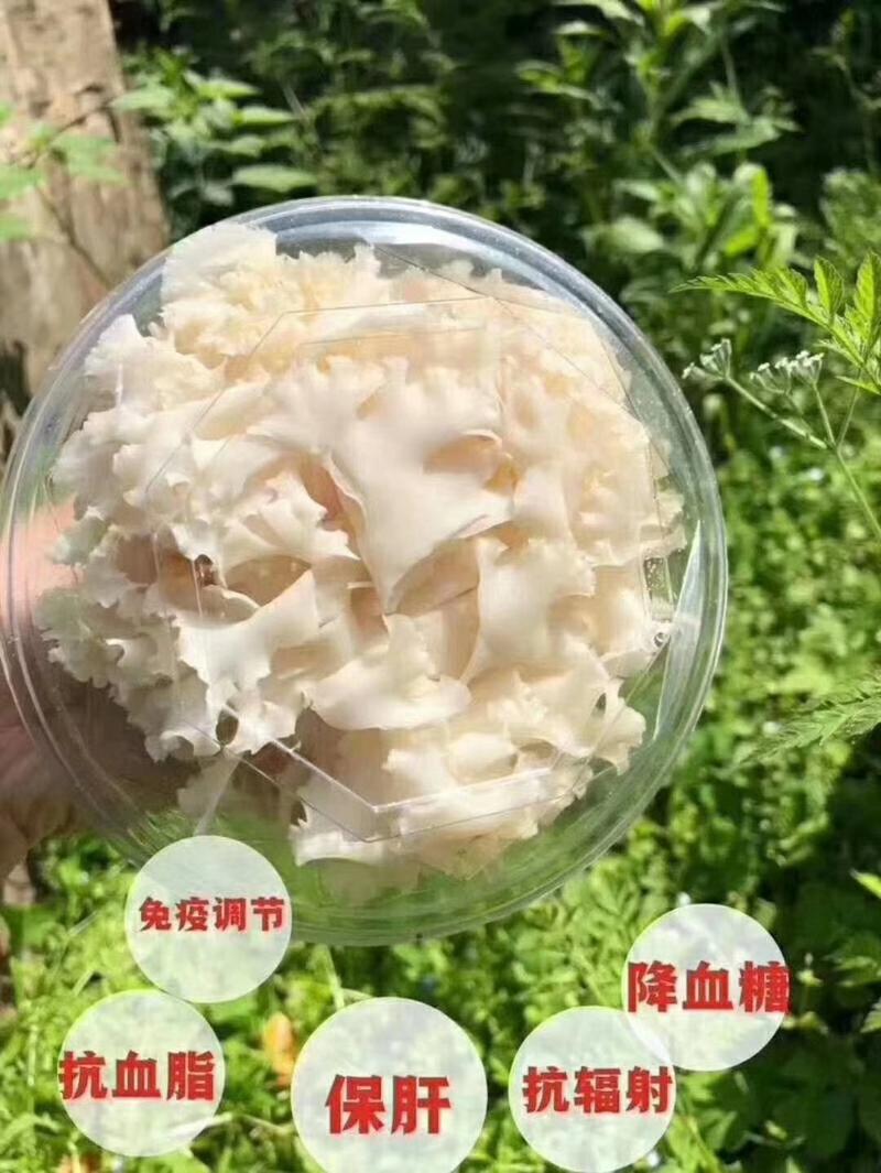 新鲜菌菇新鲜绣球菌