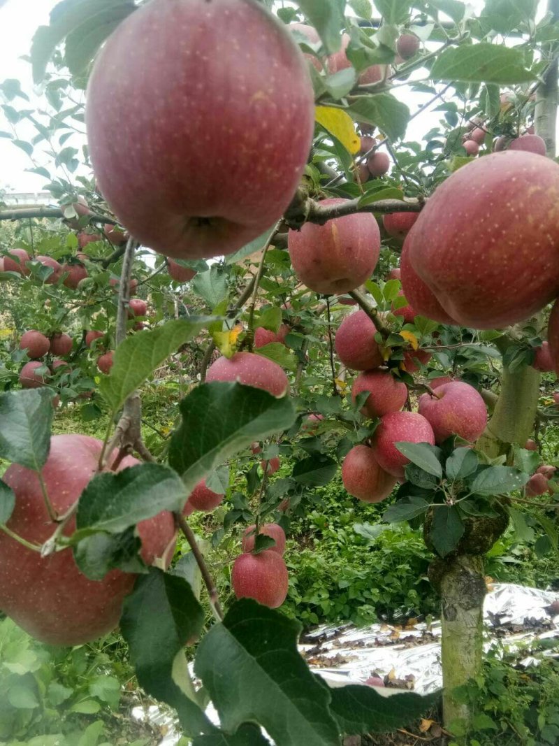 高山糖心苹果🍎