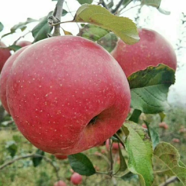 高山糖心苹果🍎