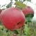 高山糖心苹果🍎