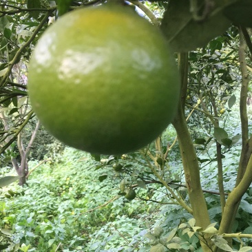贡柑