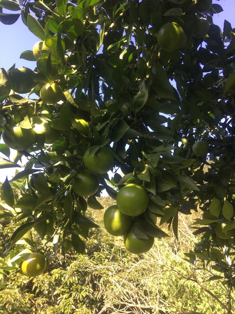 贡柑