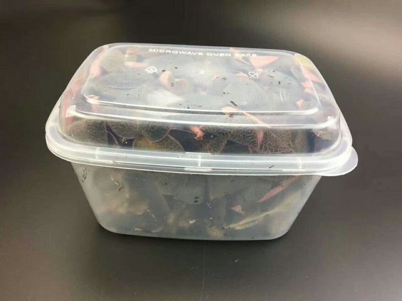 林下金线莲