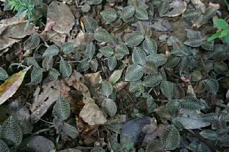林下金线莲