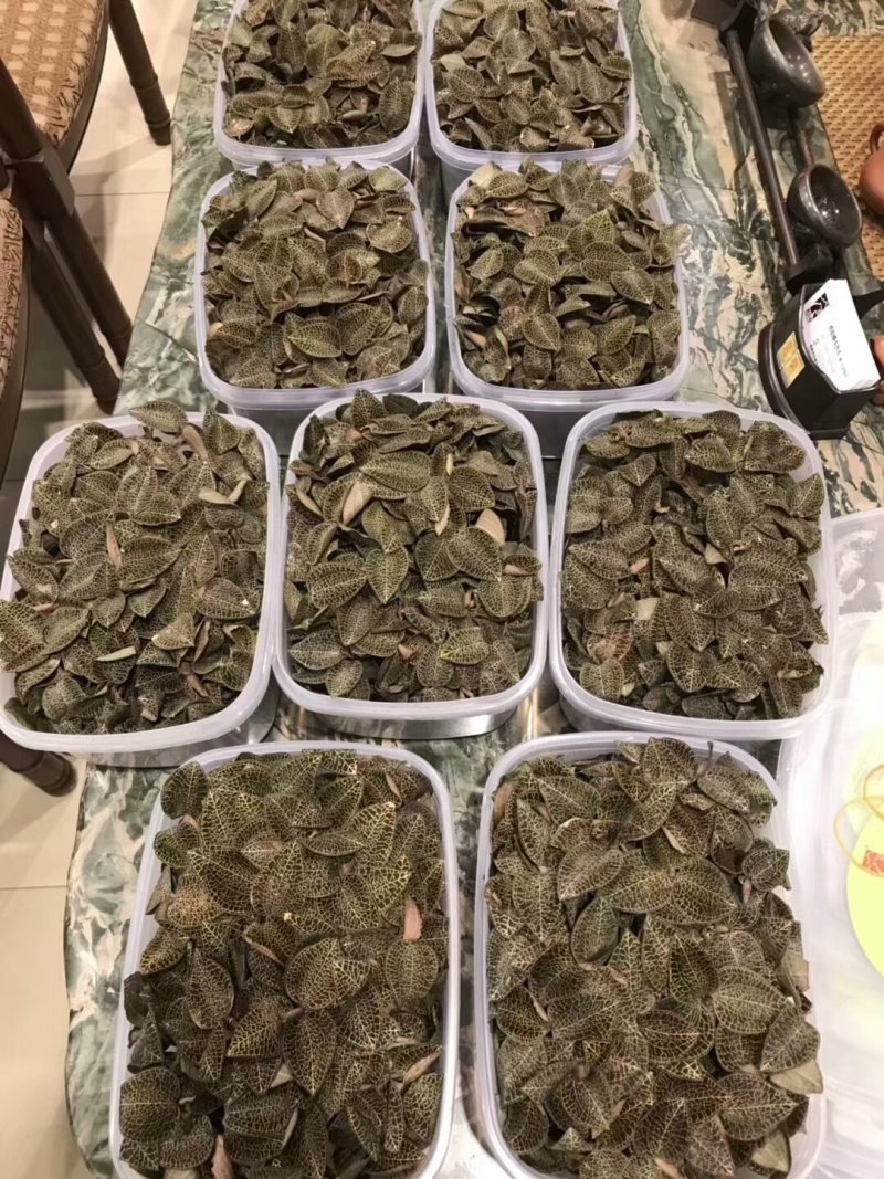 林下金线莲