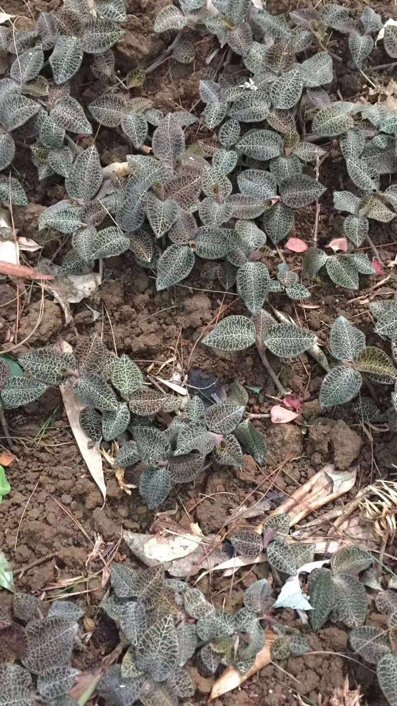 林下金线莲
