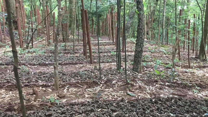 林下金线莲