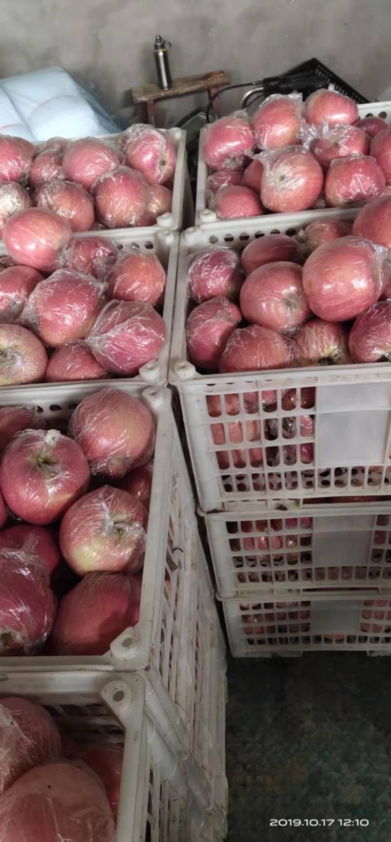 【纸加膜红富士冰糖心苹果】超市专供加工厂专供欢迎考察