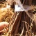 软枣猕猴桃苗软枣子苗，圆枣子，软枣猕猴桃实生苗