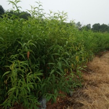 桃树苗毛苗移植苗直播苗，芽苗水果苗