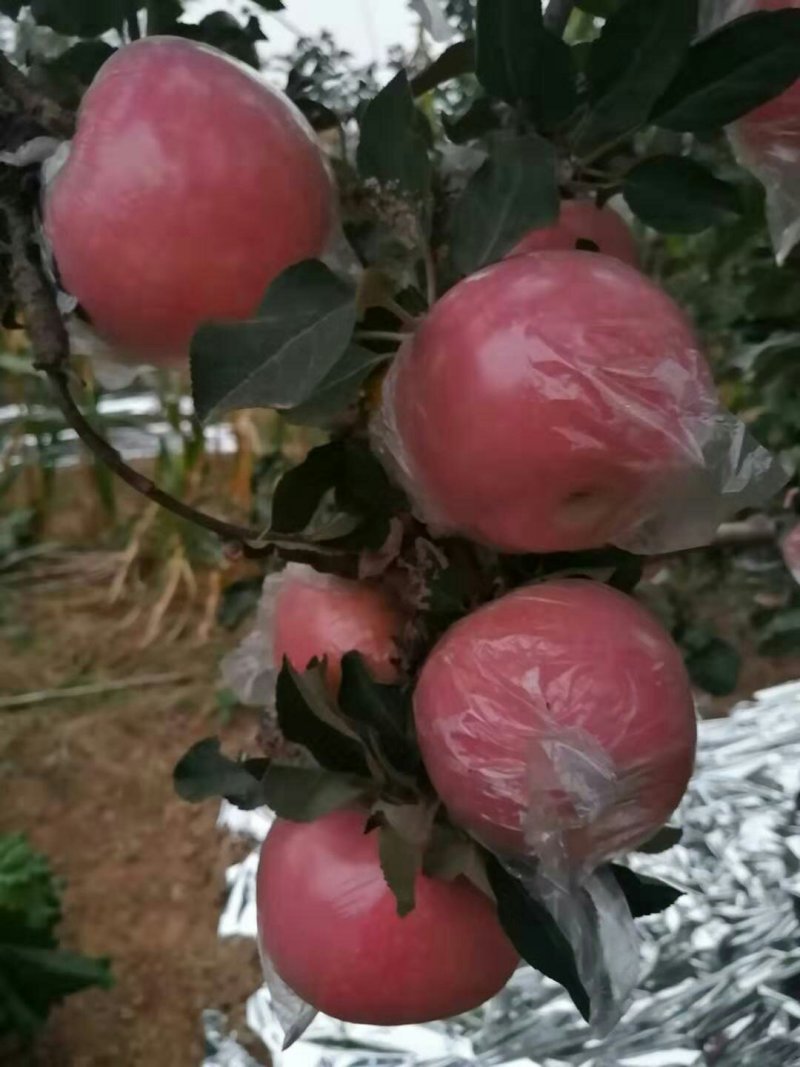 斗南苹果纸加膜红富士大量有货个大色好